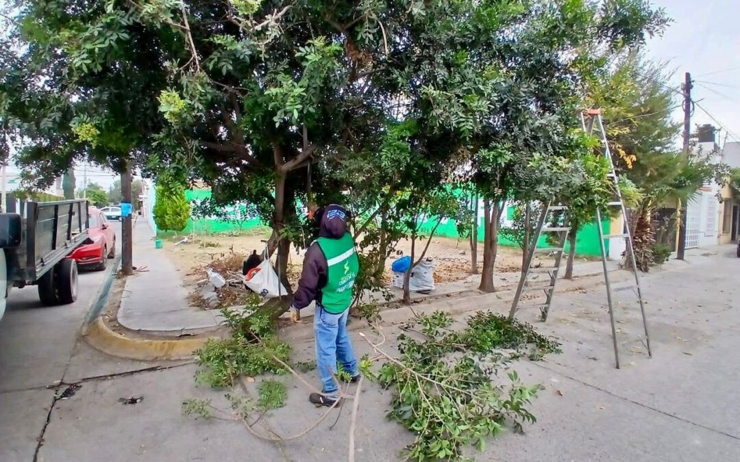 SOLEDAD DE GRACIANO SÁNCHEZ REFUERZA ACCIONES DE PODA Y LIMPIEZA PARA PROTEGER A LAS Y LOS SOLEDENSES