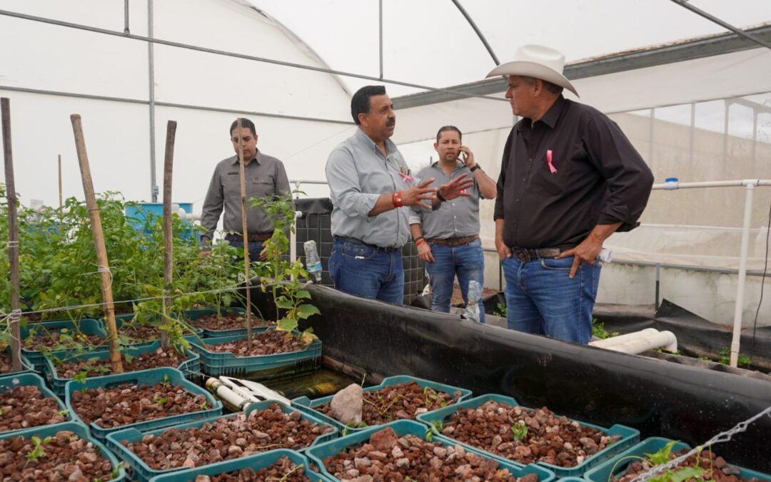 EL ESTADO LLEVA APOYO A LAS FAMILIAS CON MÁS DE CIEN PROYECTOS DE ACUAPONÍA• Empezó la Sedarh con capacitación a las y los productores en Matlapa, Tamuín y Tamasopo