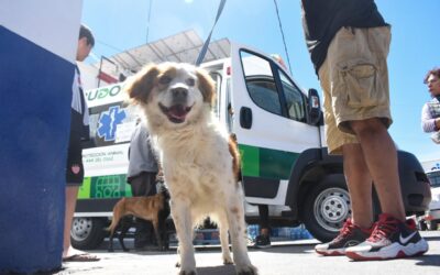 CON ATENCIÓN GRATUITA, AMBUDOG EN SOLEDAD GARANTIZA EL BIENESTAR ANIMAL